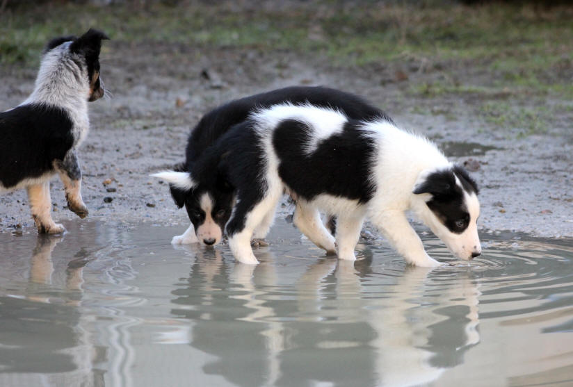 Border collie chiot  vendre.