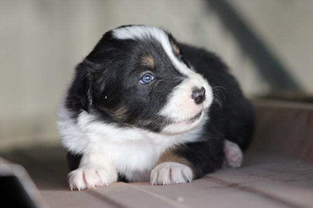 Chiot Border collie tricolore