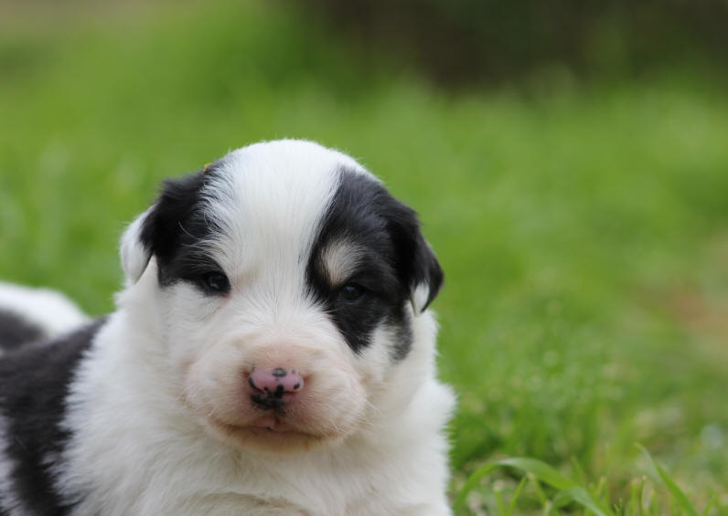 Annonces Border collie