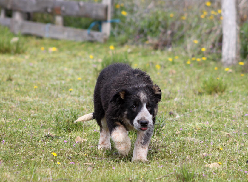 Chiot Border collie tricolore a vendre