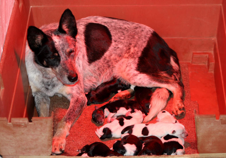 Chiot Border collie tricolore a vendre