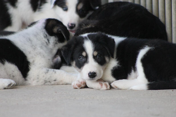 Image chiot Border collie