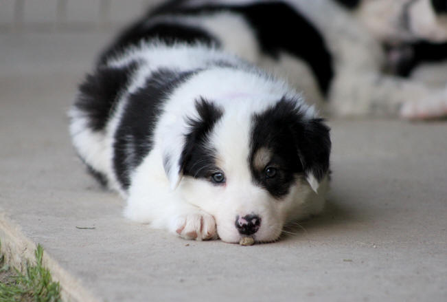 Chiot Border collie tricolore