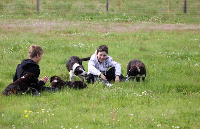 Chiot Border collie