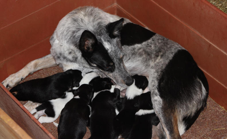 Border collie chiots  vendre