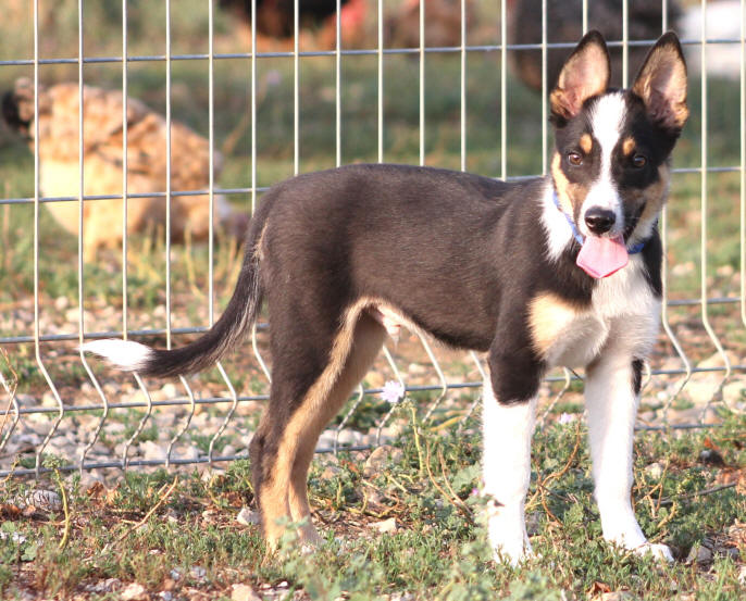 Chiot Border collie tricolore a vendre