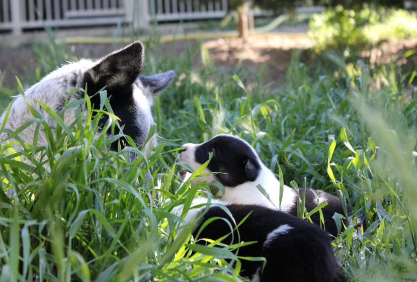 Image chiot Border collie