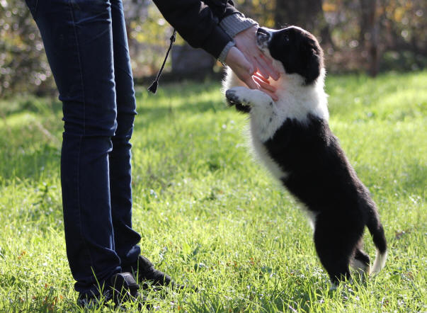 Chiot border collie