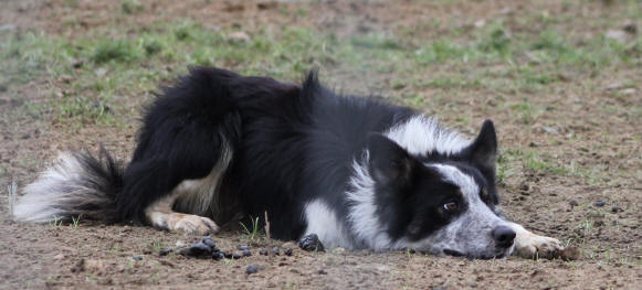 image border collie