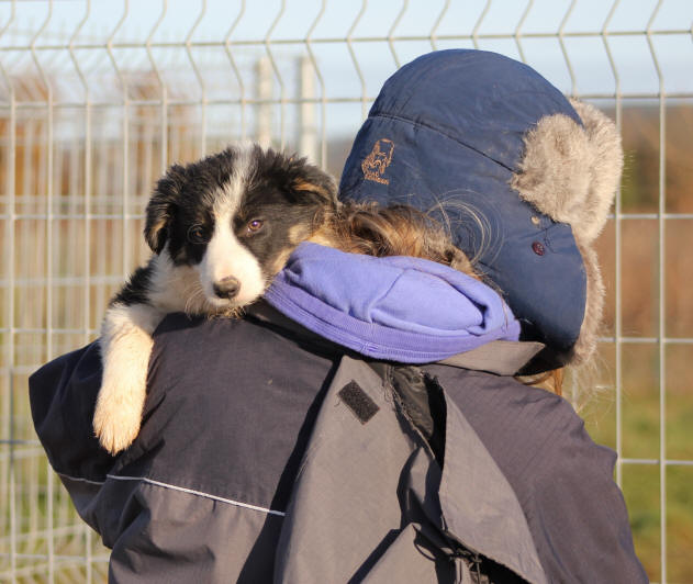 vend chiot Border collie