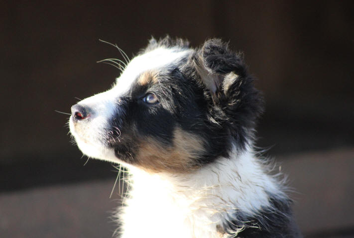 Chiot Border collie tricolore