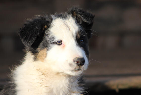 chiot border collie