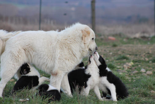 Chiot border collie et Patou Montagne des Pyrnes.