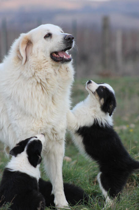 Chiens de berger dans l'Aude.