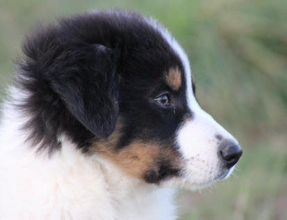 Image Border collie.