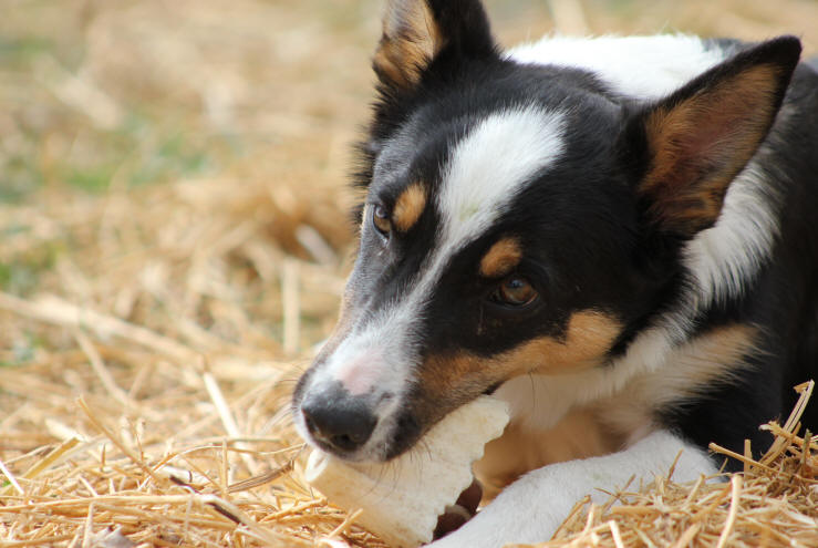 Caractre du Border collie