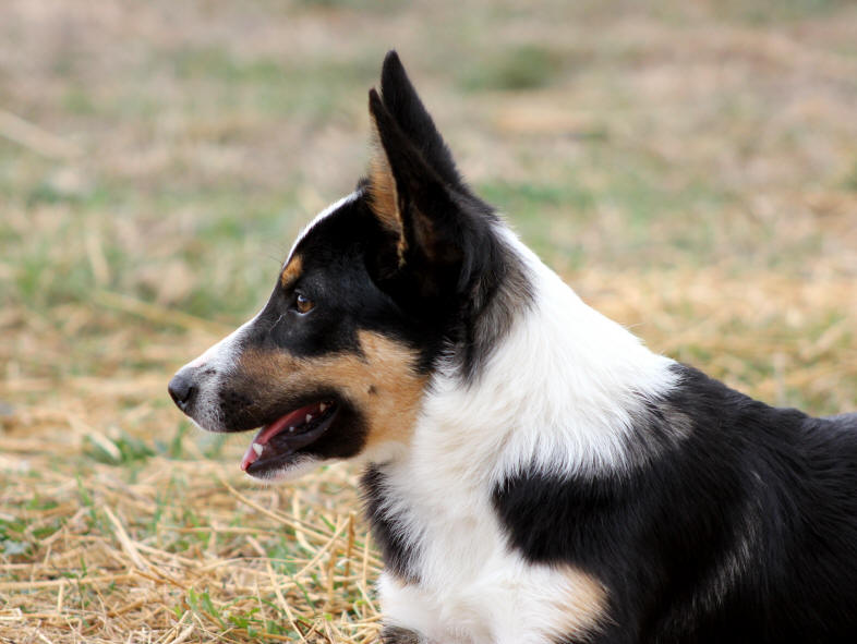 Chiot Border collie tricolore