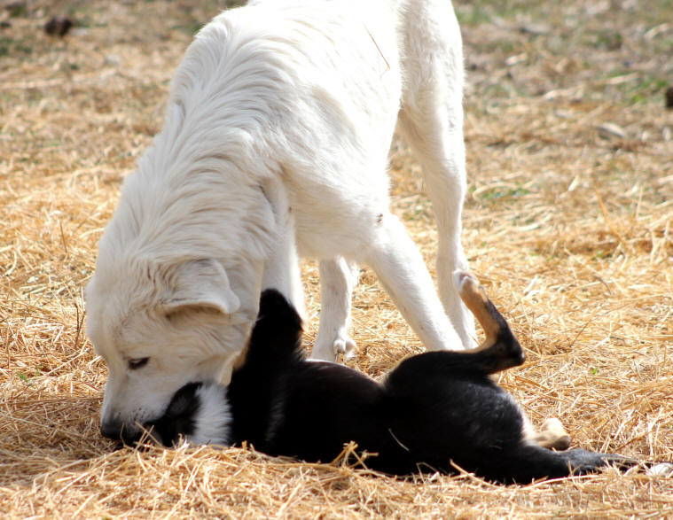 Chiot Montagne des Pyrnes