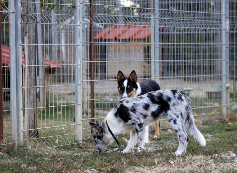 Chiot Border collie tricolore. Chiot Border collie bleu merle.