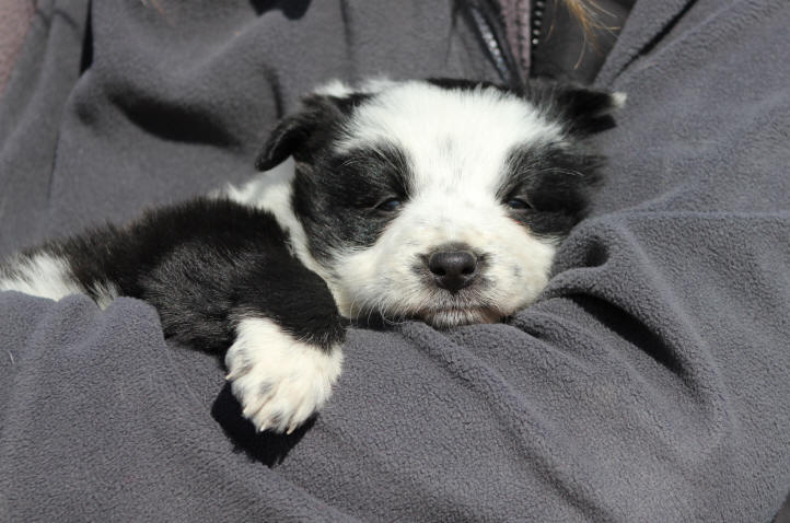 border collie chiot tricolore