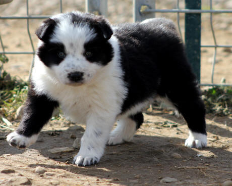 Chiot Border collie