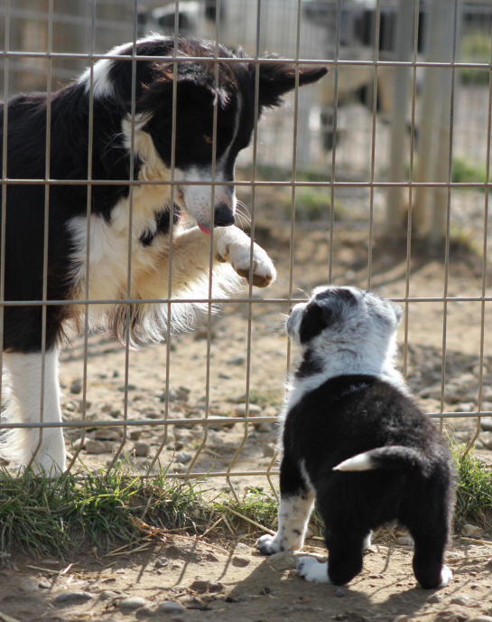 Chiot Border collie  vendre.