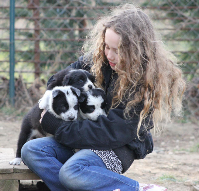 Chiot Border collie Lof