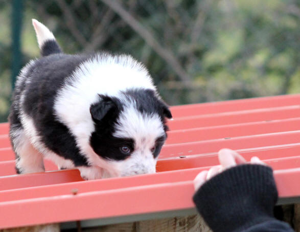 Image Border collie