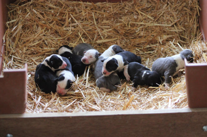 border collie chiot bleu.