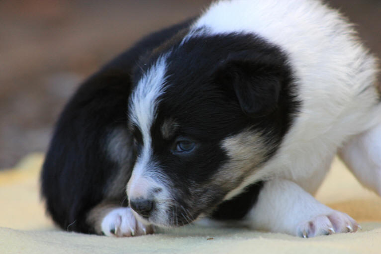 Chiot Border collie tricolore