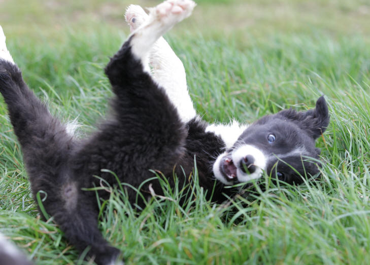 chiot border collie