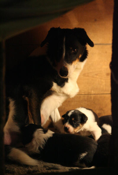 Image chiot border collie tricolore