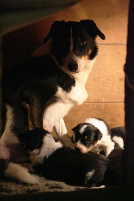 Elevage de Border collie