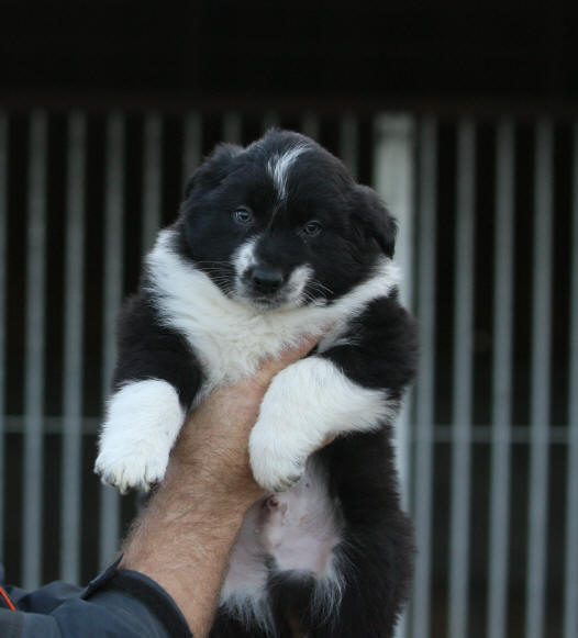 border collie chiot gris