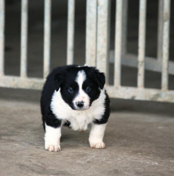 chiot border collie