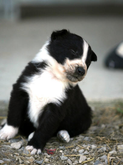 Chiot Border collie noir et blanc.