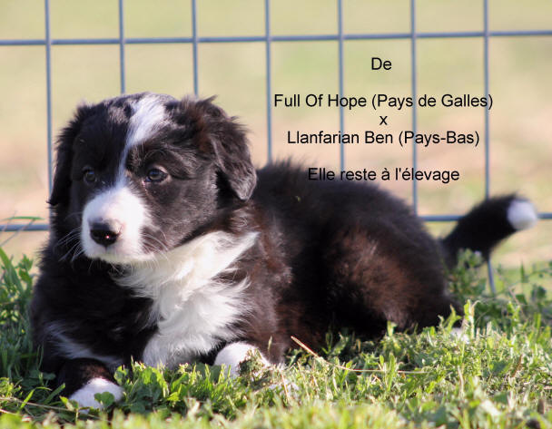 Image chiot Border collie