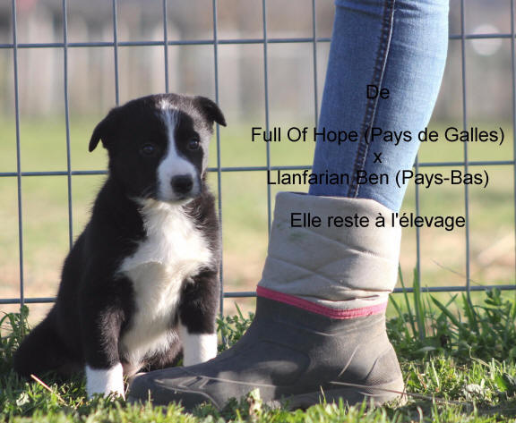 Border collie dans l'Aude.