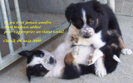 Chiots border collie  vendre