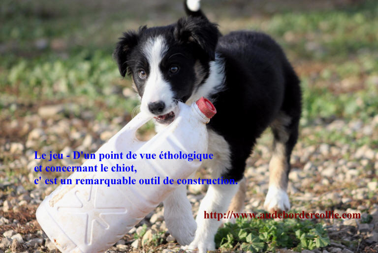 Chiot Border collie tricolore  vendre.