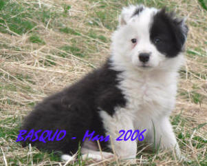 border collie pyrnes atlantique stage chiens de bergers