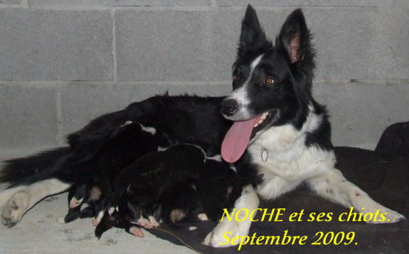 Vends chiots Border collie