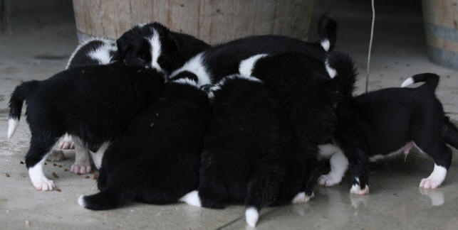 Porte de chiots border collie