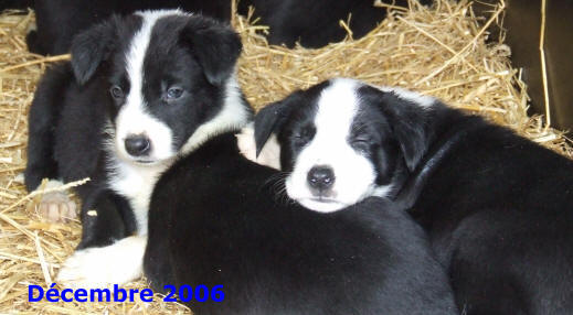 levage border collie des terres de border dpartement de l'aude