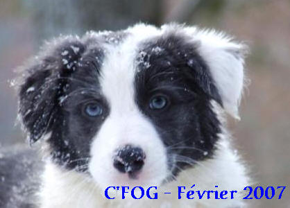 chiot border collie bleu