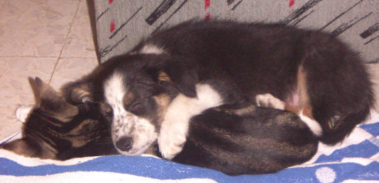  petites annonces chiot border collie  vendre