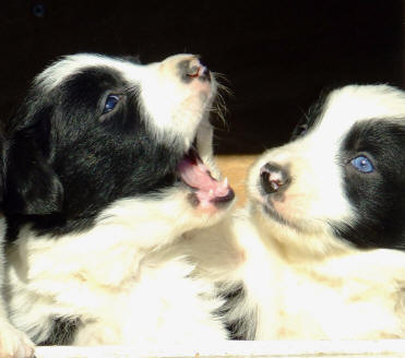  chiot border collie yeux bleu