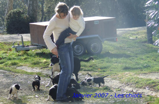 boutique en ligne d'articles pour chiens