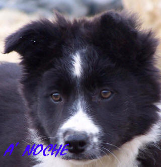 bb border collie