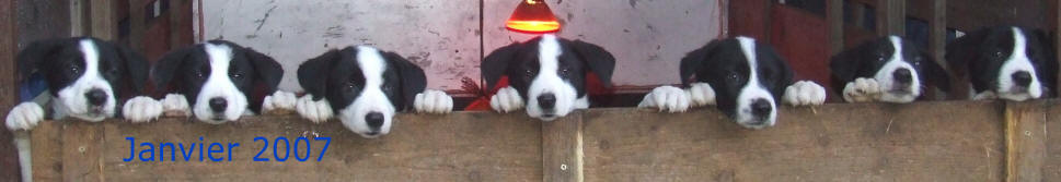 porte de chiots border collie